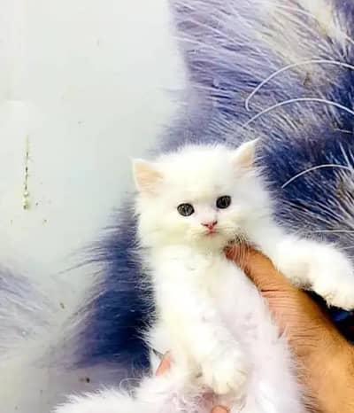 Persian female kitten for sale 0370_3660417 Whatsapp number
