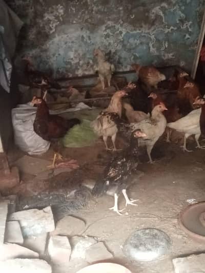 murgian or murga urgent sale per piece 1200 contect 03082395900
