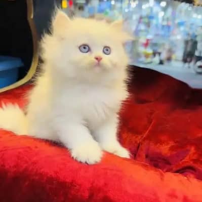Persian female kitten for sale 0370_3660417 Whatsapp number