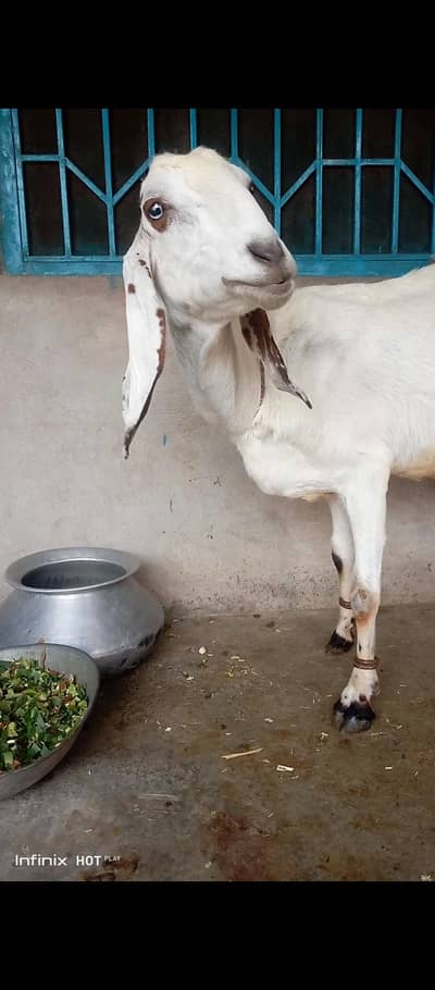 Desi breed Goats