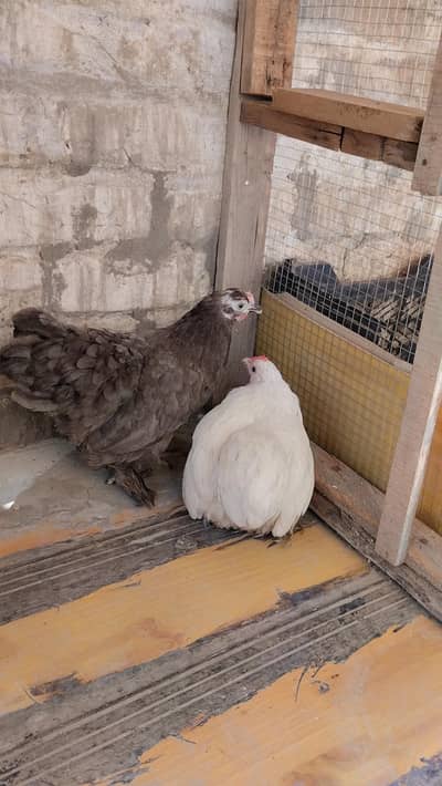 Bantum breeder females