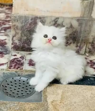 Persian female kitten for sale 0370_3660417 Whatsapp number