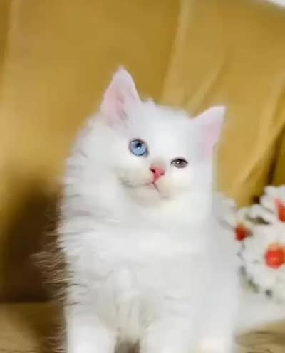 Persian female kitten for sale 0370_3660417 Whatsapp number