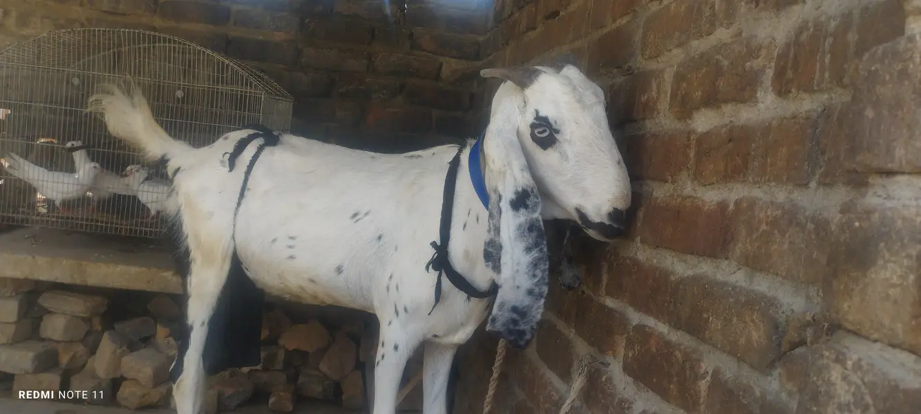 betal bakri with 2 bacha — photo 2
