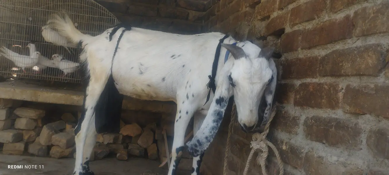betal bakri with 2 bacha — photo 3