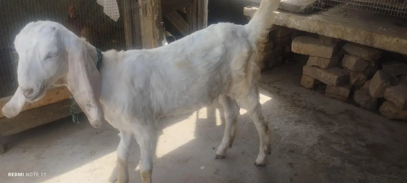 betal bakri with 2 bacha — photo 4