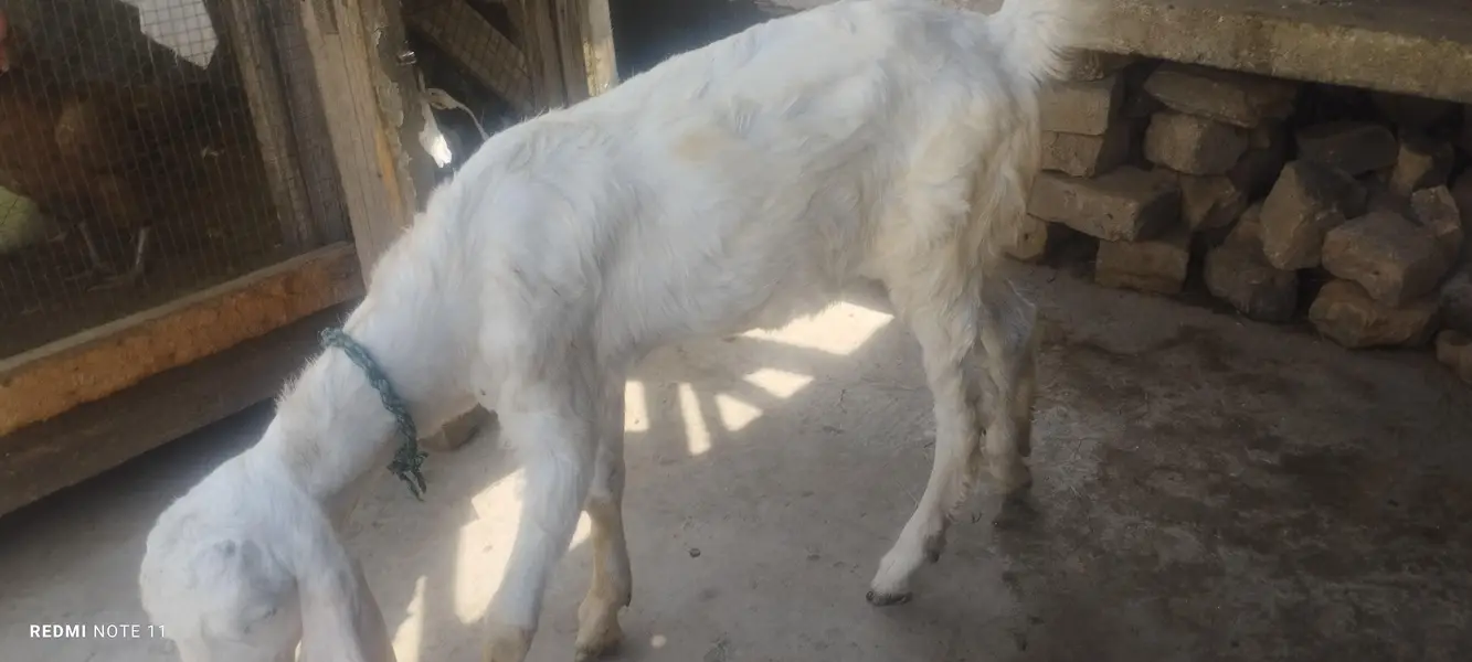 betal bakri with 2 bacha — photo 5