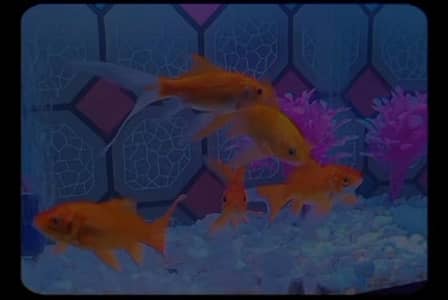 Fish Aquarium