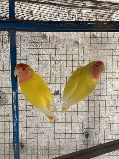 Love bird red eyes