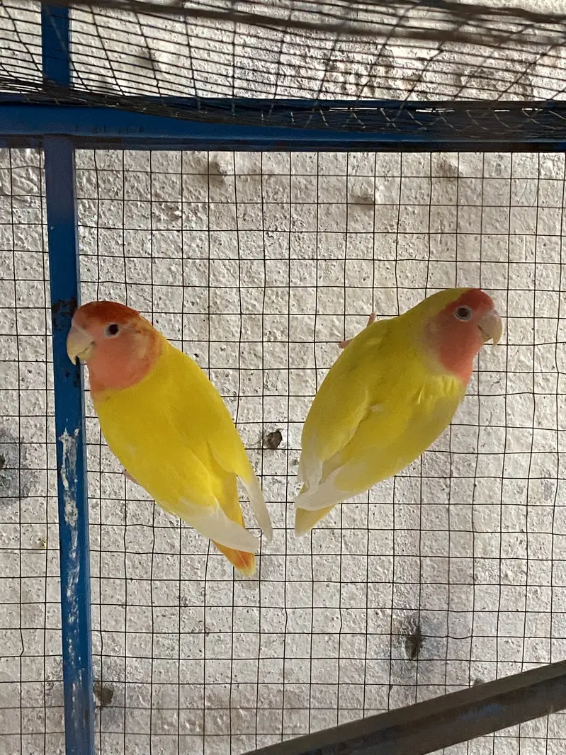 Love bird red eyes