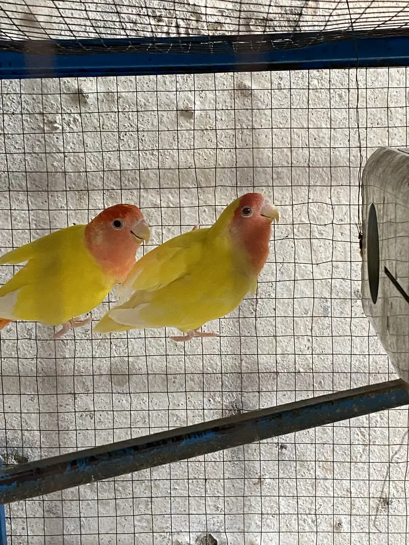 Love bird red eyes — photo 2