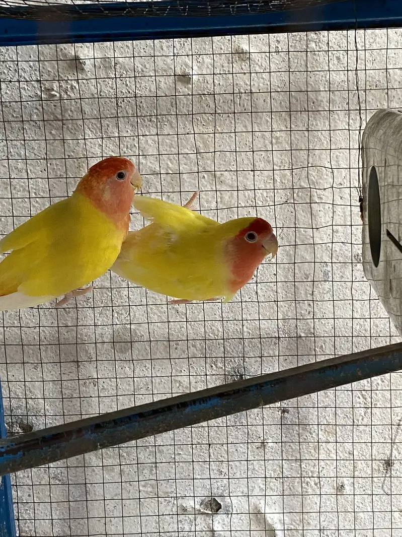 Love bird red eyes — photo 3