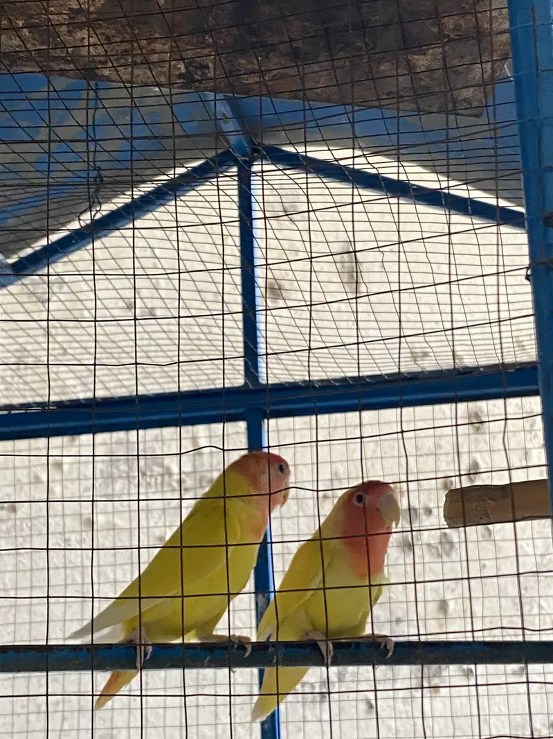 Love bird red eyes — photo 4