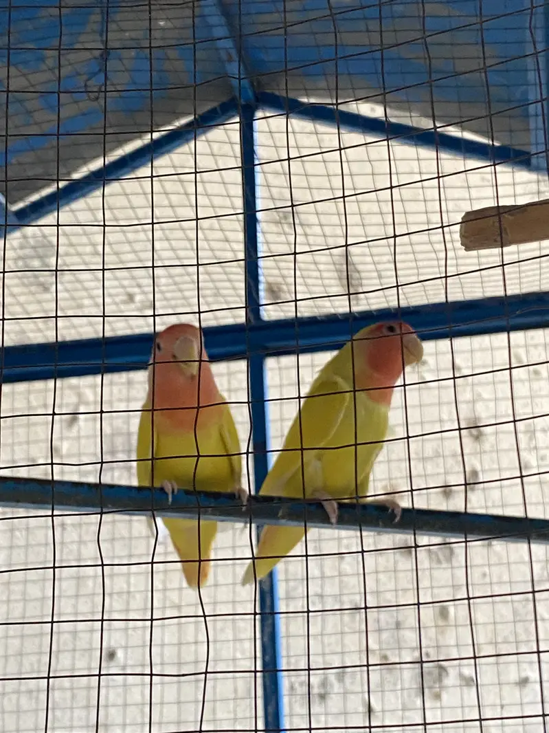 Love bird red eyes — photo 5