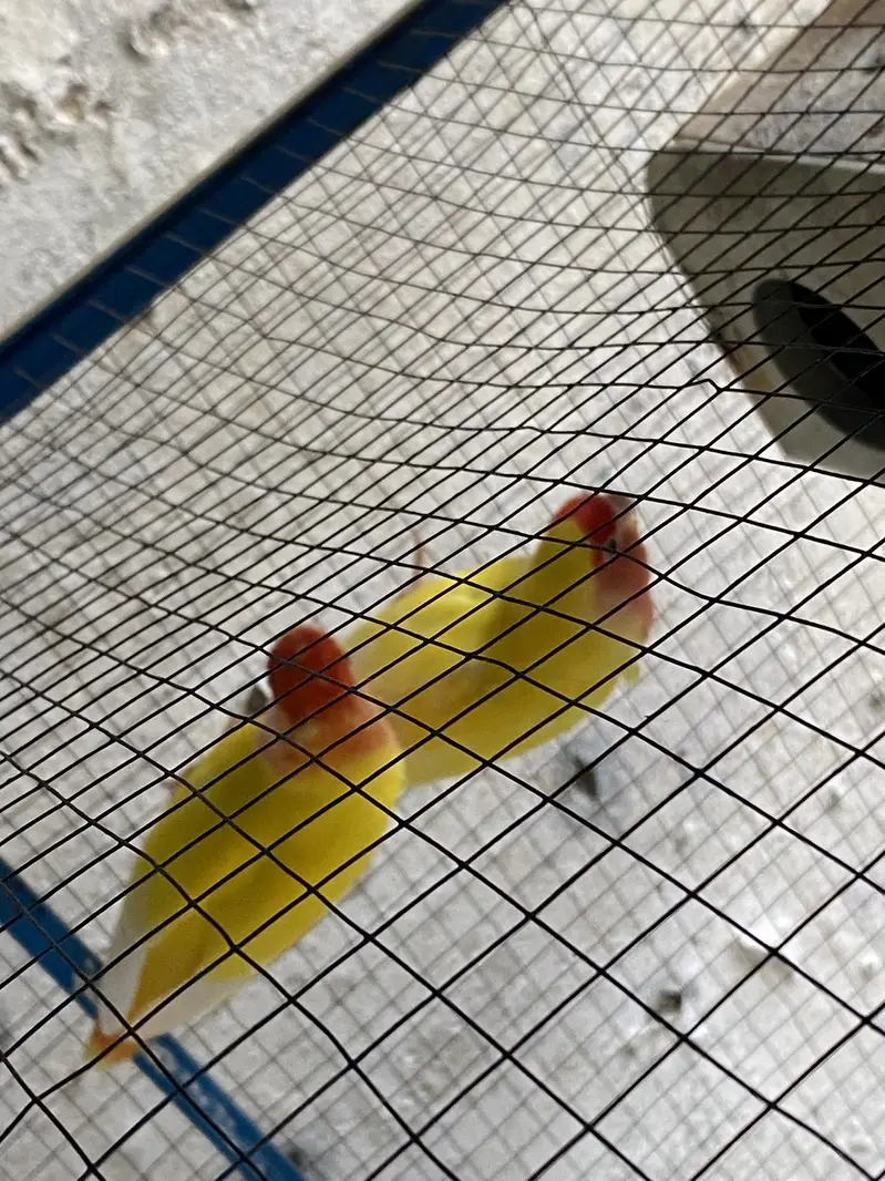 Love bird red eyes — photo 6