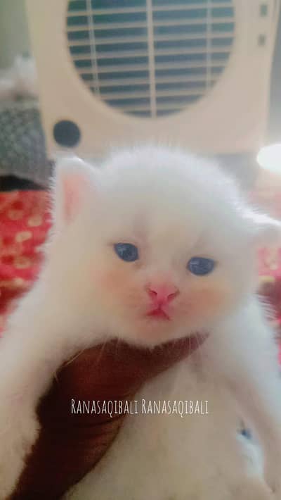 parsion kittens
