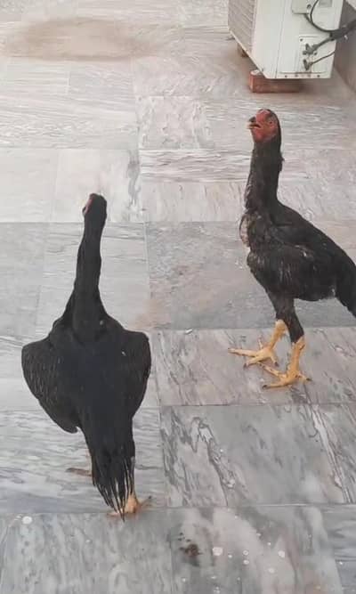pair of hans