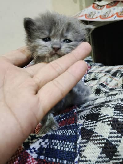 Cute 25-Day-Old Persian Female Kitten Looking for a New Home