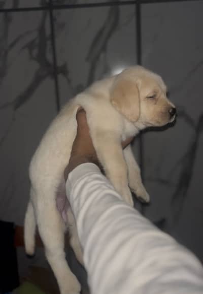 Labrador Supreme Quailty female Pup