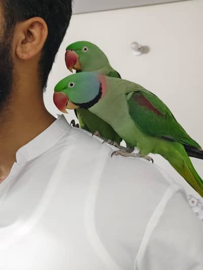 green parrot | parrot | parrot pair for sale