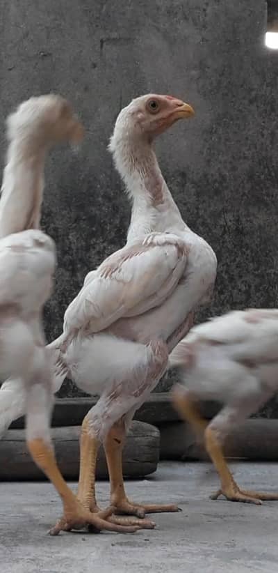 top quality white o shamo chicks/king size/high quality/aseel/hens