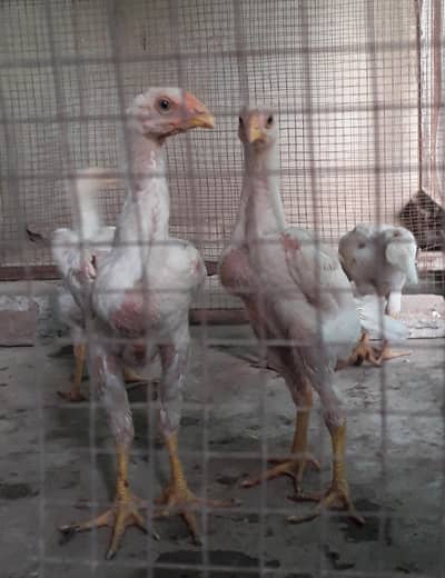 top quality white o shamo chicks/king size/high quality/aseel/hens
