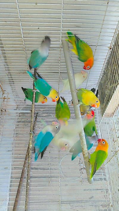 love brids Mix Mutation