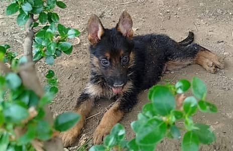 Pedigree Gsd male for sale top quality