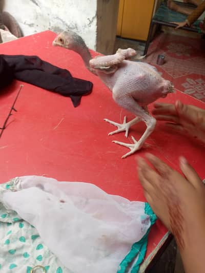do syeel murgy