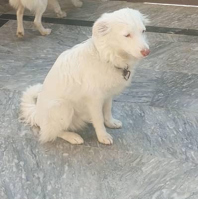 Russian Cute Dog