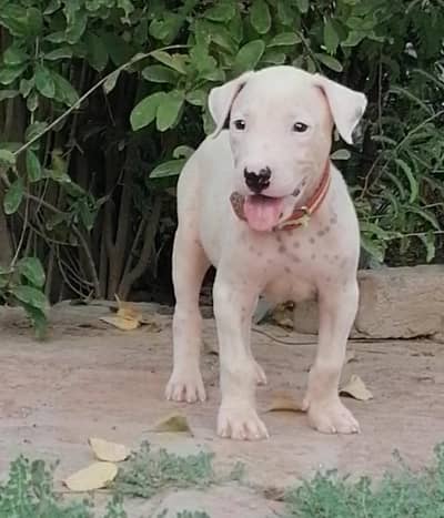 kohati gultair male puppy