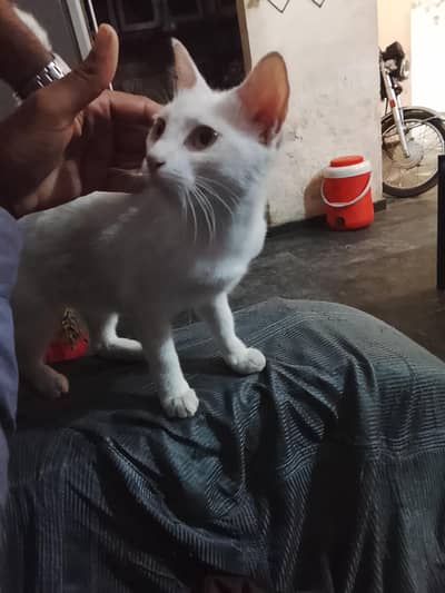 Yellow Eyes Female Pure white cat