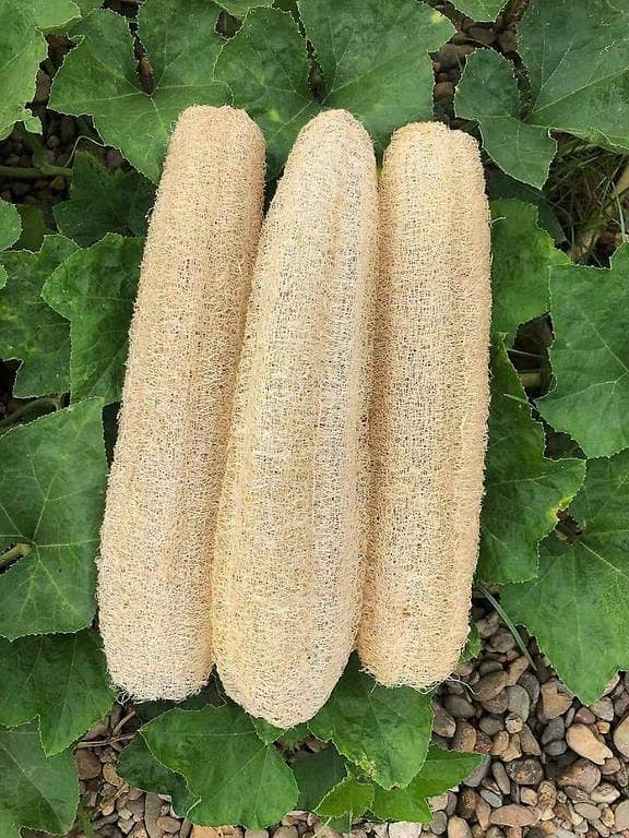 Natural Loofah Sponge — Body Scrubber, 3 Pieces