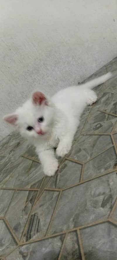 Persian Cute Loving Kitten
