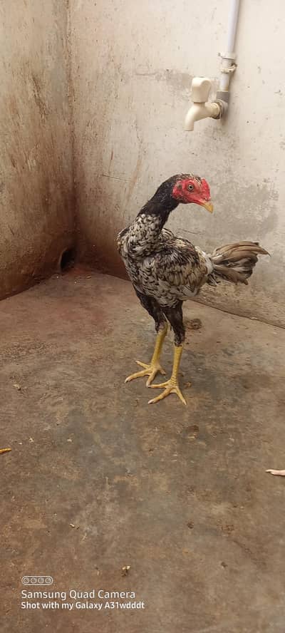 aseel phty male