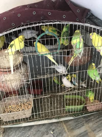 I am selling my Australian parrots pair