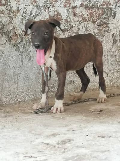 Pitbull female pup urgent sale