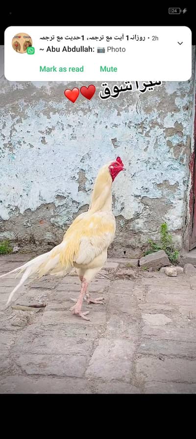 sale ak murga 3 murgian rabta nmbr 03015337700