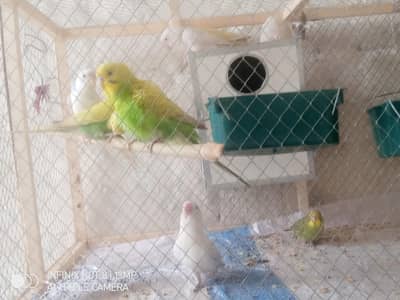 lovebird 1 pair