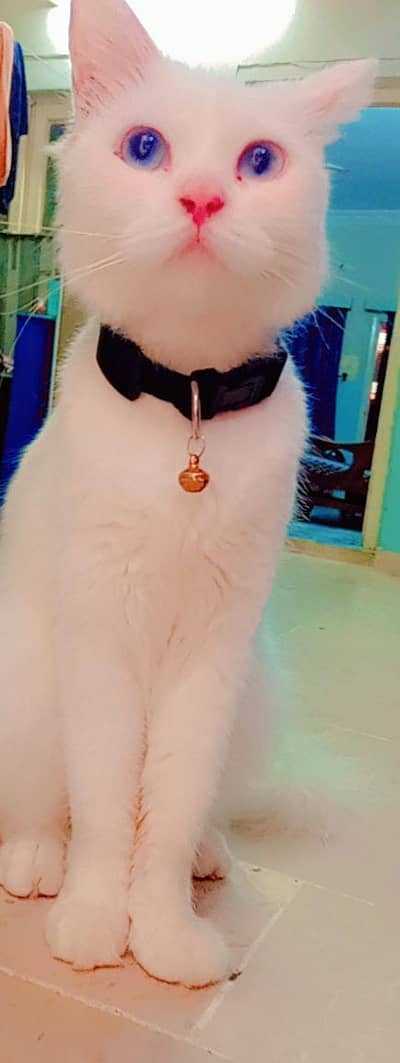 White Persian cat for sale with accessories, healthy and playful cat