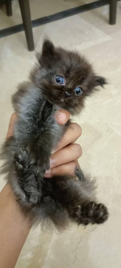 persion grey triple coated kitten grey color