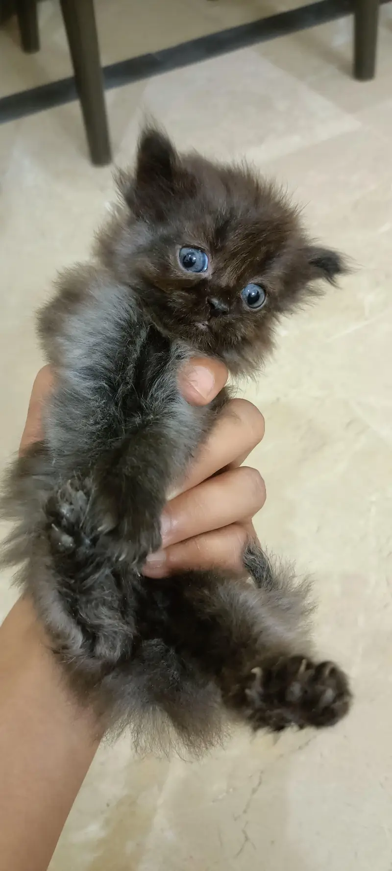 persion grey triple coated kitten grey color