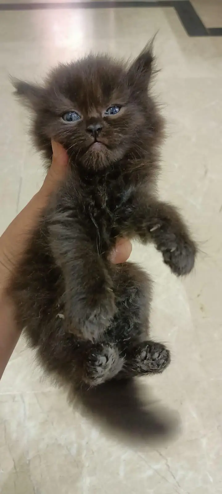 persion grey triple coated kitten grey color — photo 2