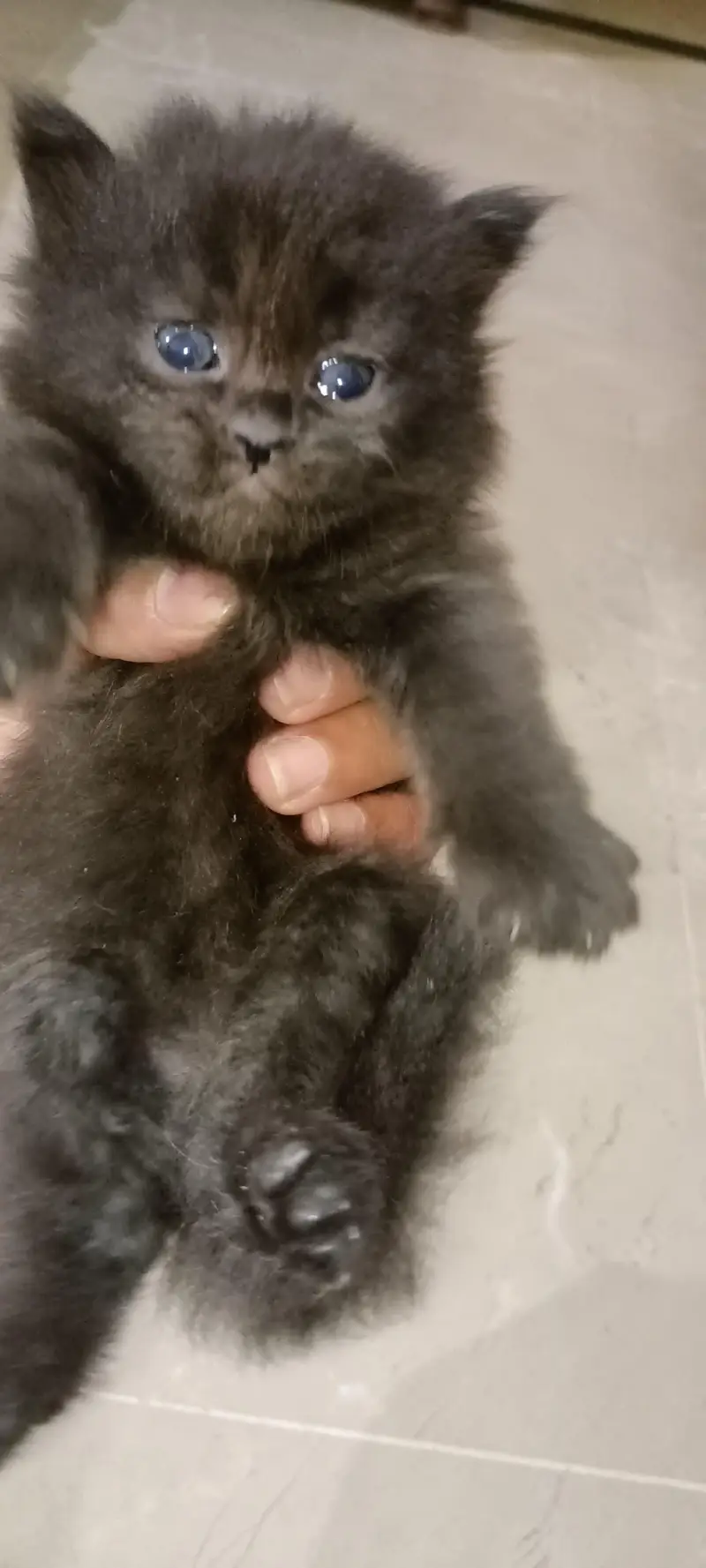 persion grey triple coated kitten grey color — photo 3
