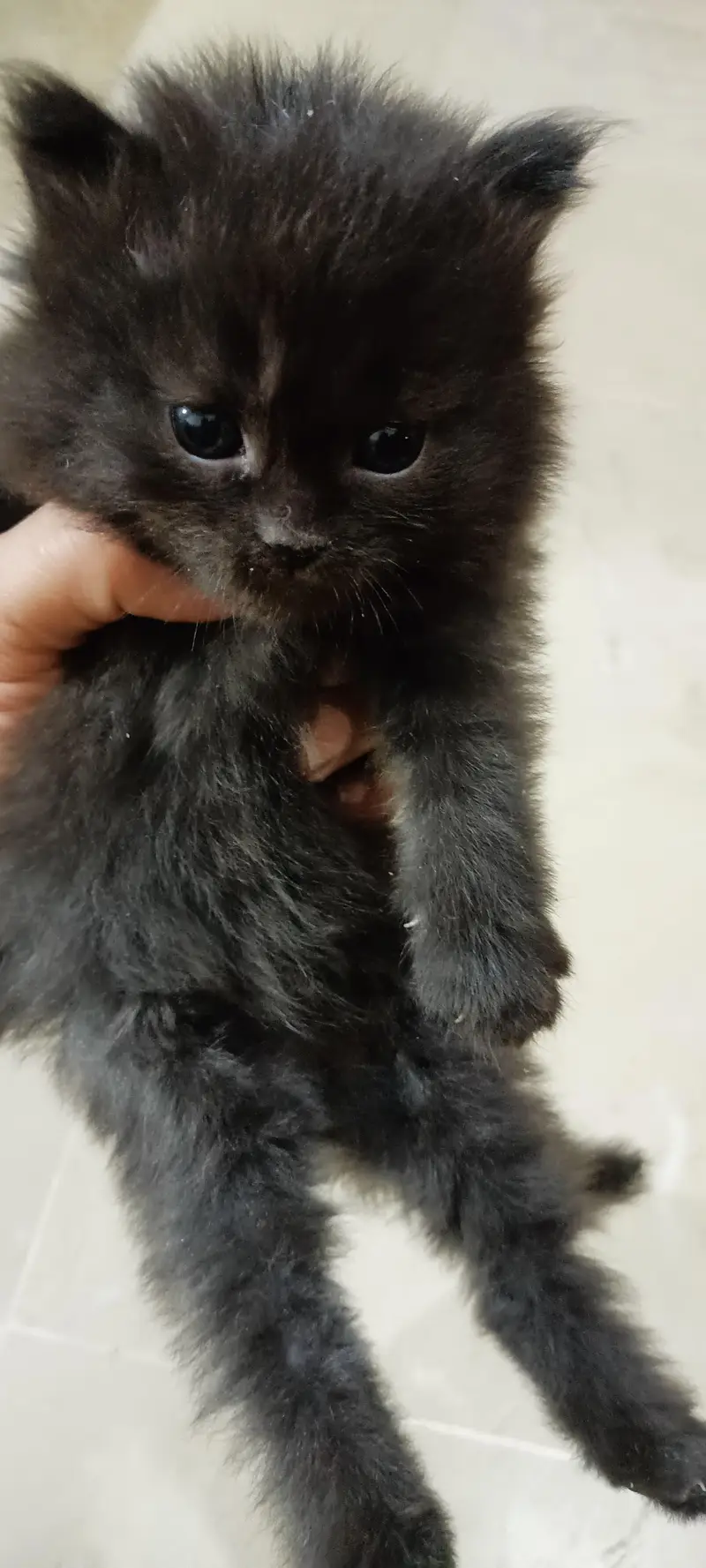 persion grey triple coated kitten grey color — photo 4