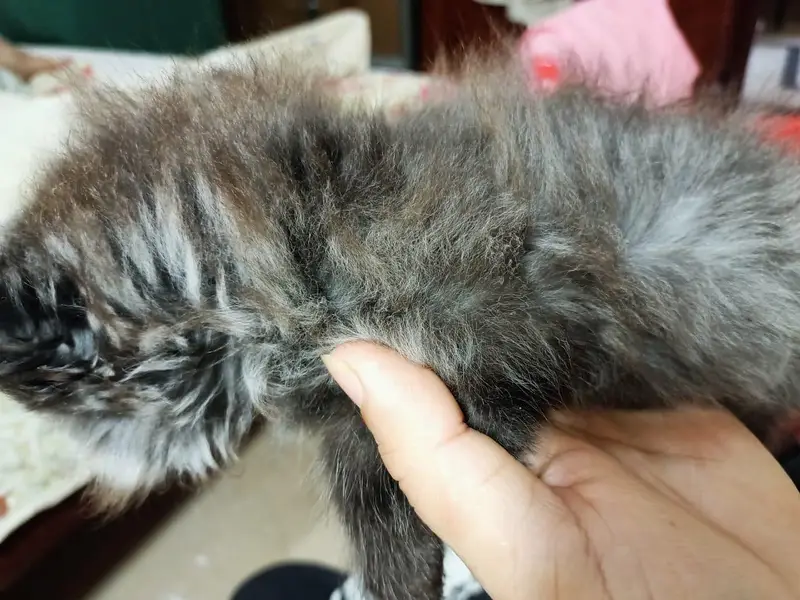 persion grey triple coated kitten grey color — photo 5