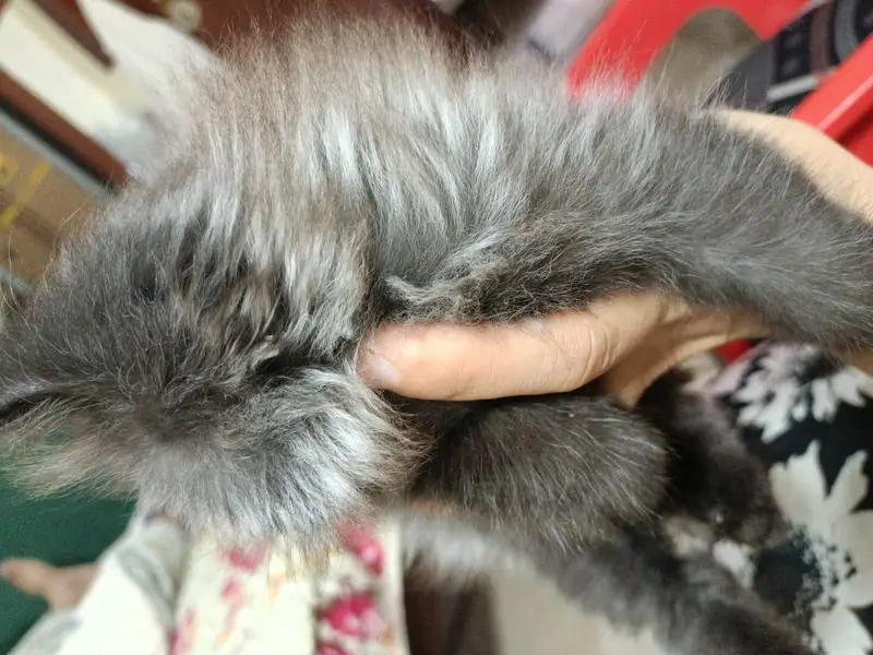 persion grey triple coated kitten grey color — photo 6