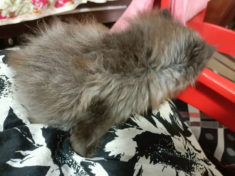 persion grey triple coated kitten grey color — photo 9