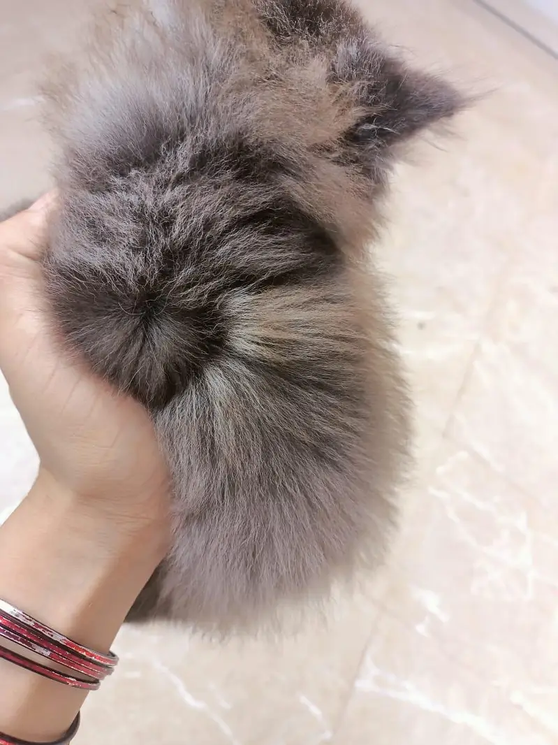 persion grey triple coated kitten grey color — photo 12