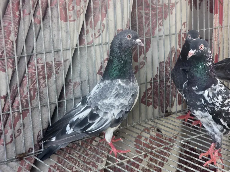 Breeder pair